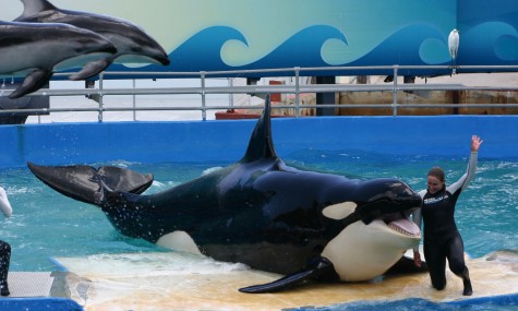 Aufrechte Rückenflosse: Orca Lolita im Seaquarium Miami. Bild: Airtimers