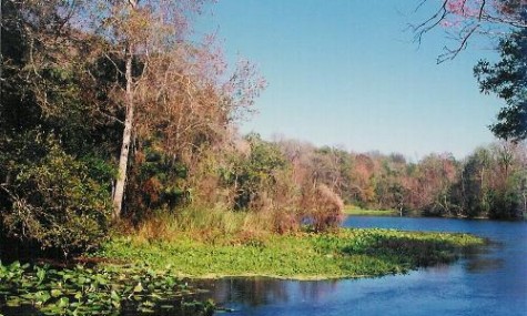 So wie hier sah es auf dem Gelände in der Nähe von Orlando aus, bevor Disney mit dem Bau von Disney World begann. 