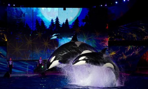 Wie SeaWorld seine Wale gerne sieht. Bild: SeaWorld