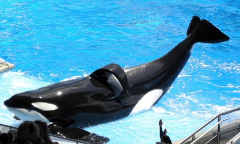 Deutlich größer als die anderen Wale von SeaWorld: Tilikum. Bild: Wikipedia