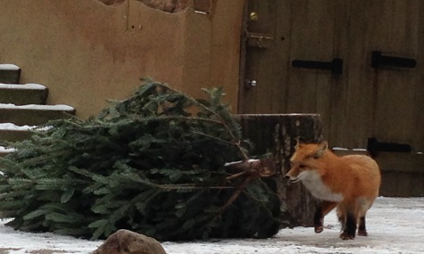 nicht nur der Fuchs freut sich über die Abwechslung